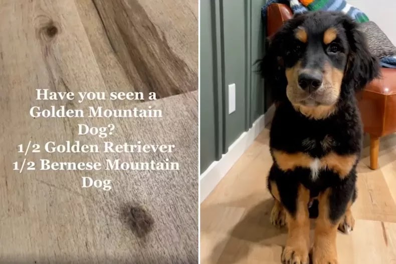 A dog who is the result of a cross between a Golden Retriever and a Bernese mountain dog